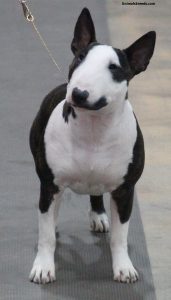 Miniature Bull Terrier