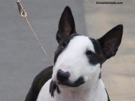 Bull Terrier