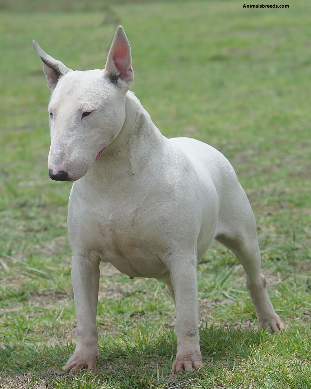 Miniature Bull Terrier Pictures, Information