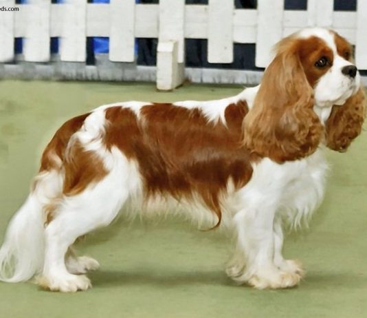 Cavalier King Charles Spaniel