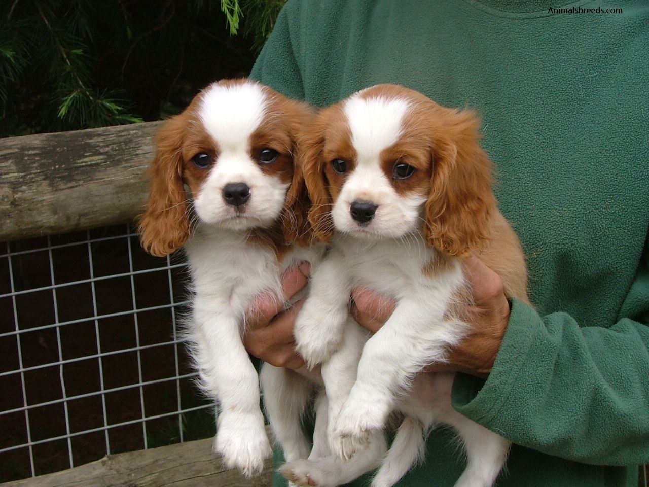 Cavalier King Charles Spaniel Pictures, Information