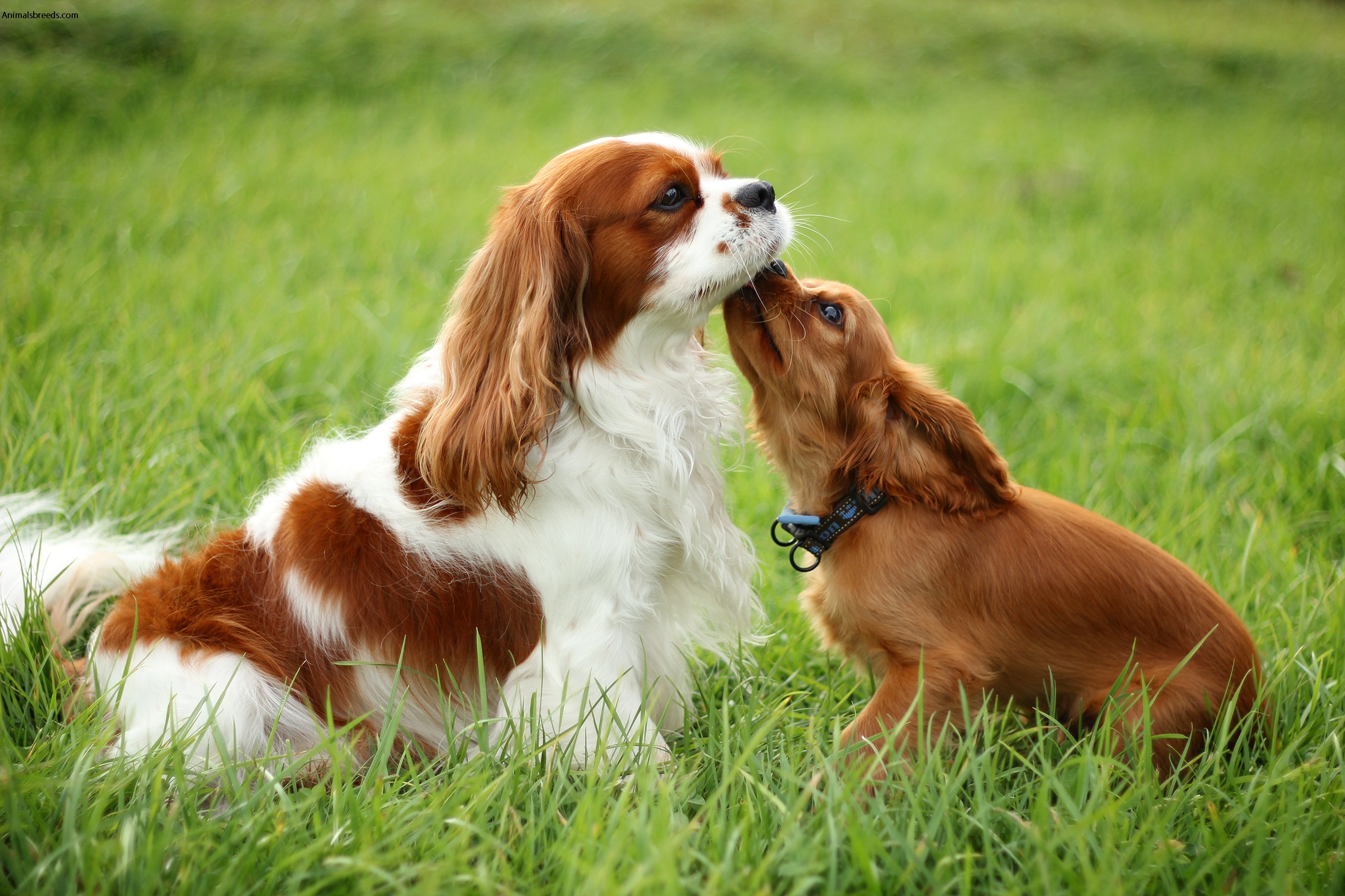 melissa and doug cavalier king charles spaniel