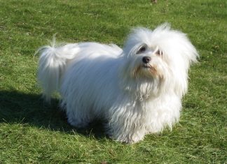 Coton De Tulear