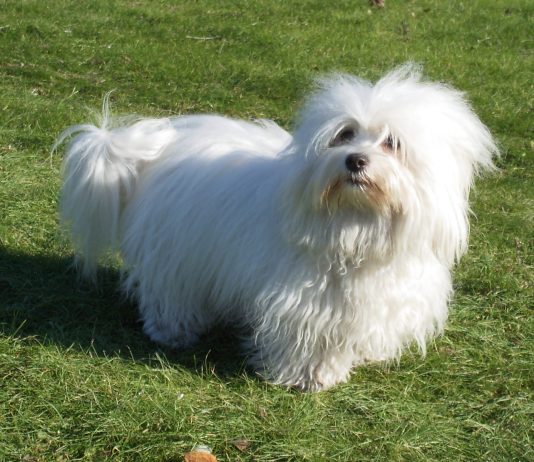Coton De Tulear