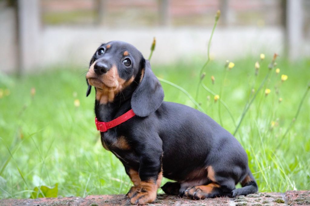 dachshund christmas tie