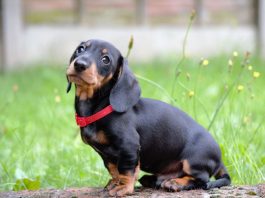 Dachshund