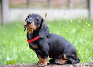 Dachshund Dachshund