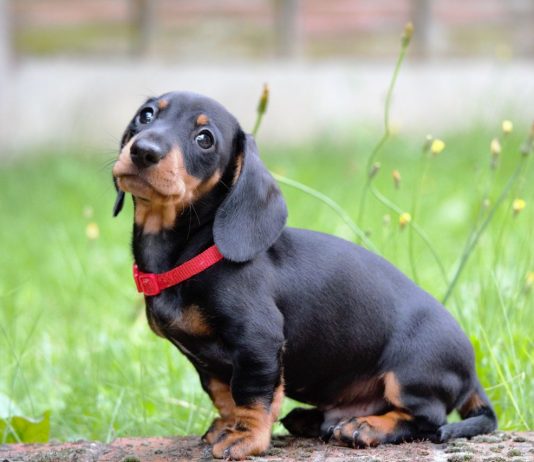 Dachshund