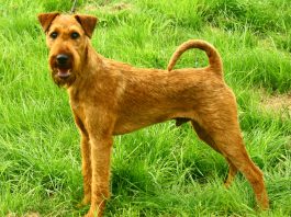 Irish Terrier