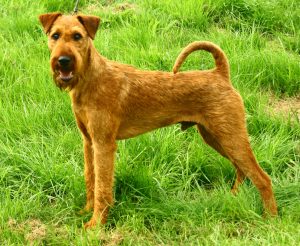 Irish Terrier