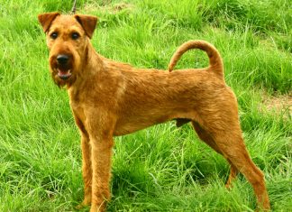 Irish Terrier