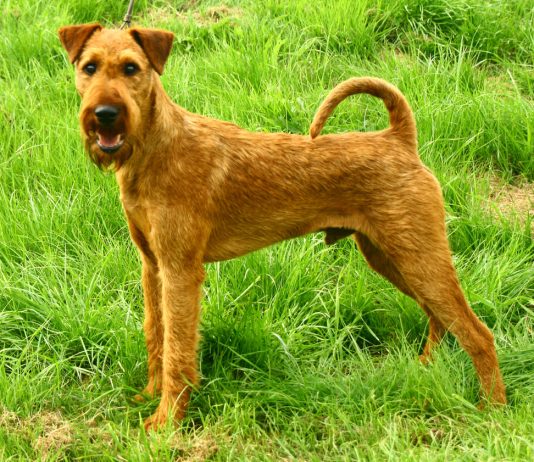 Irish Terrier