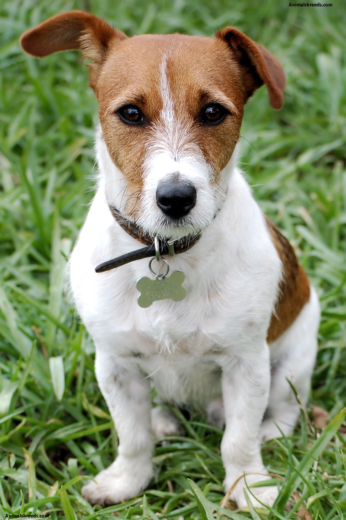 black and white adult jack russell terrier