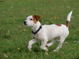 Jack Russell Terrier