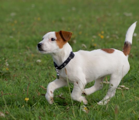 Jack Russell Terrier