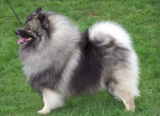 Keeshond