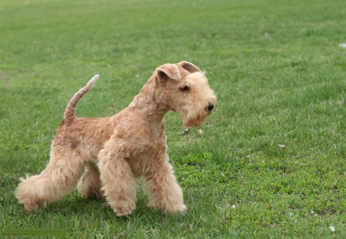 Lakeland Terrier Lakeland Terrier