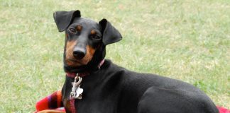 Manchester Terrier