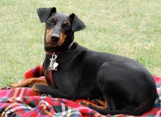 Manchester Terrier