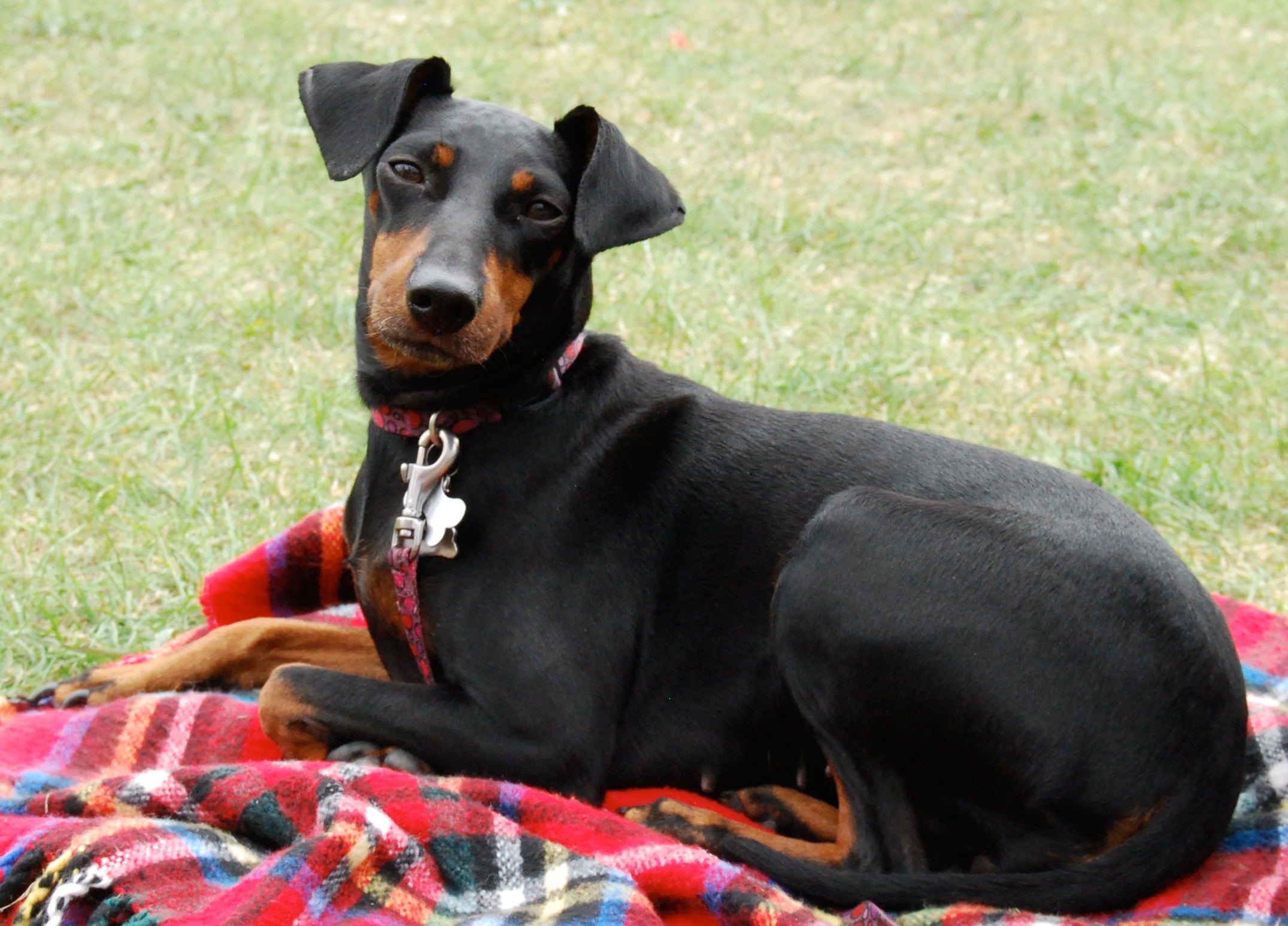 Manchester Terrier Dog Breed - Pictures, Information, Temperament ...