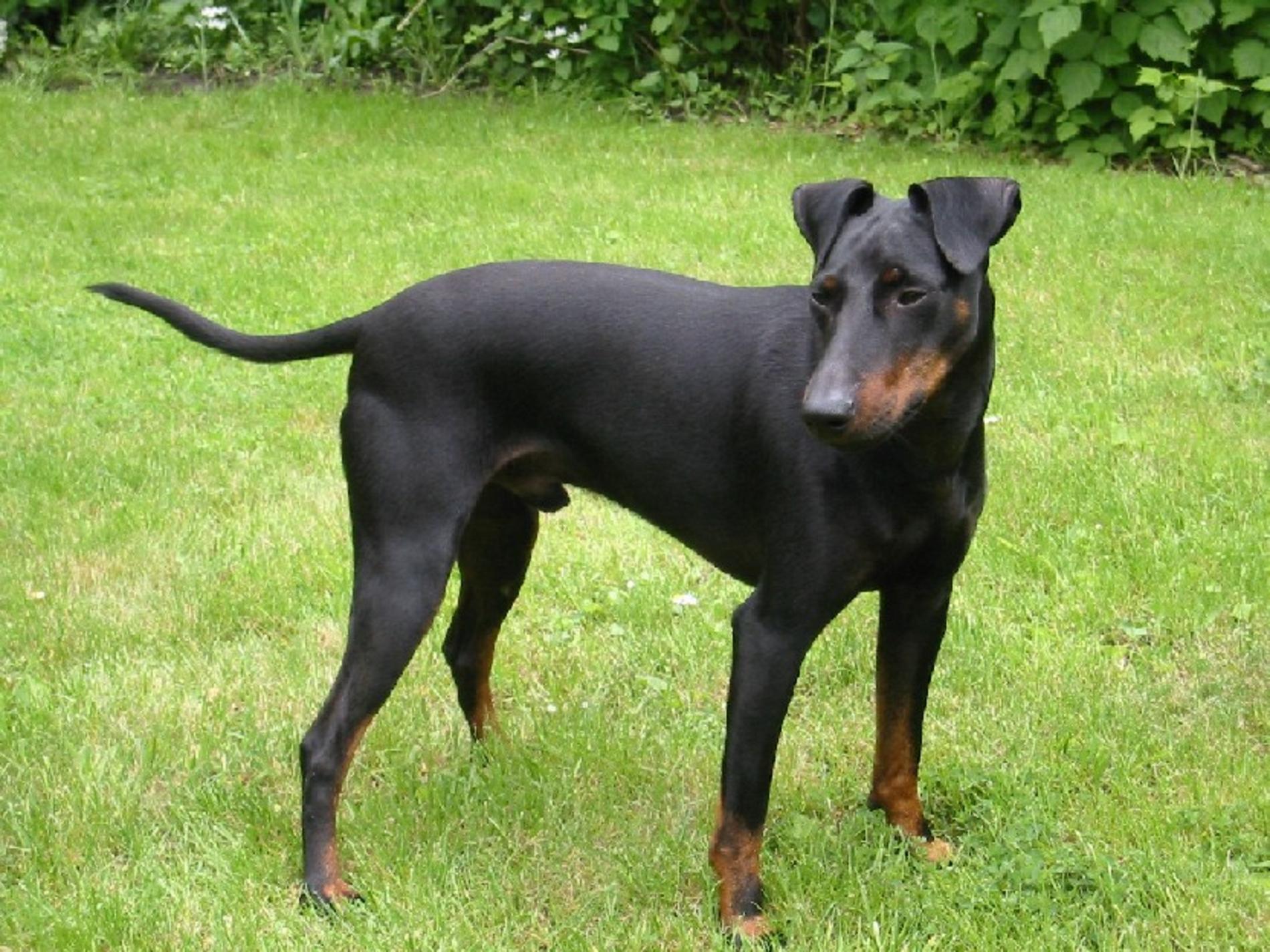 Manchester Terrier Dog Breed 