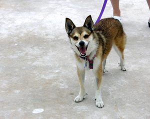 Norwegian Lundehund