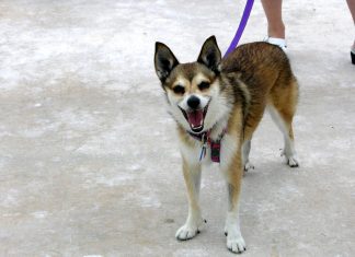 Norwegian Lundehund Norwegian Lundehund