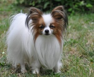 Papillon Dog