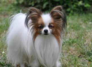 Papillon Dog papillon dog