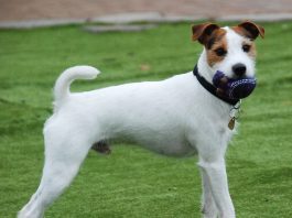 Parson Russell Terrier