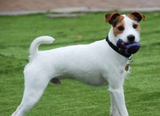 Parson Russell Terrier