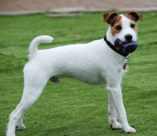 Parson Russell Terrier