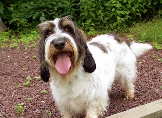 Petit Basset Griffon Vendeen