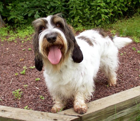 Petit Basset Griffon Vendeen