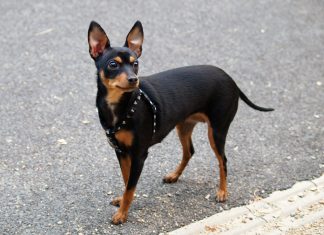 Prazsky Krysarik Prazsky Krysarik