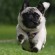 Pug - Puppies, Rescue, Pictures, Information, Temperament ...