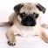 Pug - Puppies, Rescue, Pictures, Information, Temperament ...
