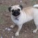 Pug - Puppies, Rescue, Pictures, Information, Temperament ...