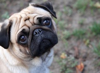 Pug