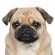 Pug - Puppies, Rescue, Pictures, Information, Temperament ...