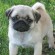 Pug - Puppies, Rescue, Pictures, Information, Temperament ...