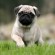 Pug - Puppies, Rescue, Pictures, Information, Temperament ...