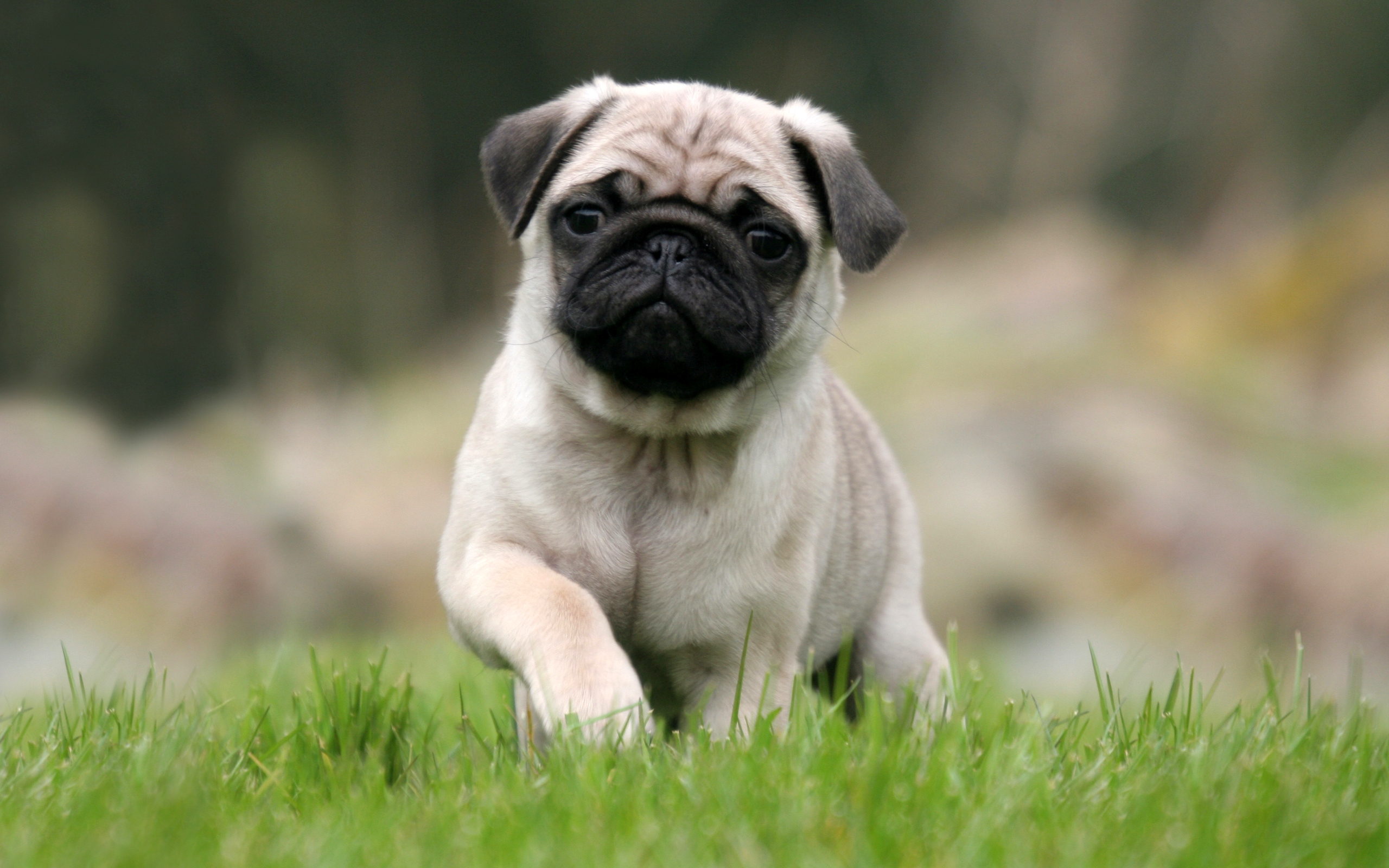 Pug - Puppies, Rescue, Pictures, Information, Temperament ...