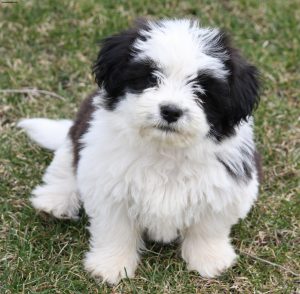 Shih Tzu
