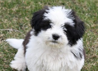 Shih Tzu
