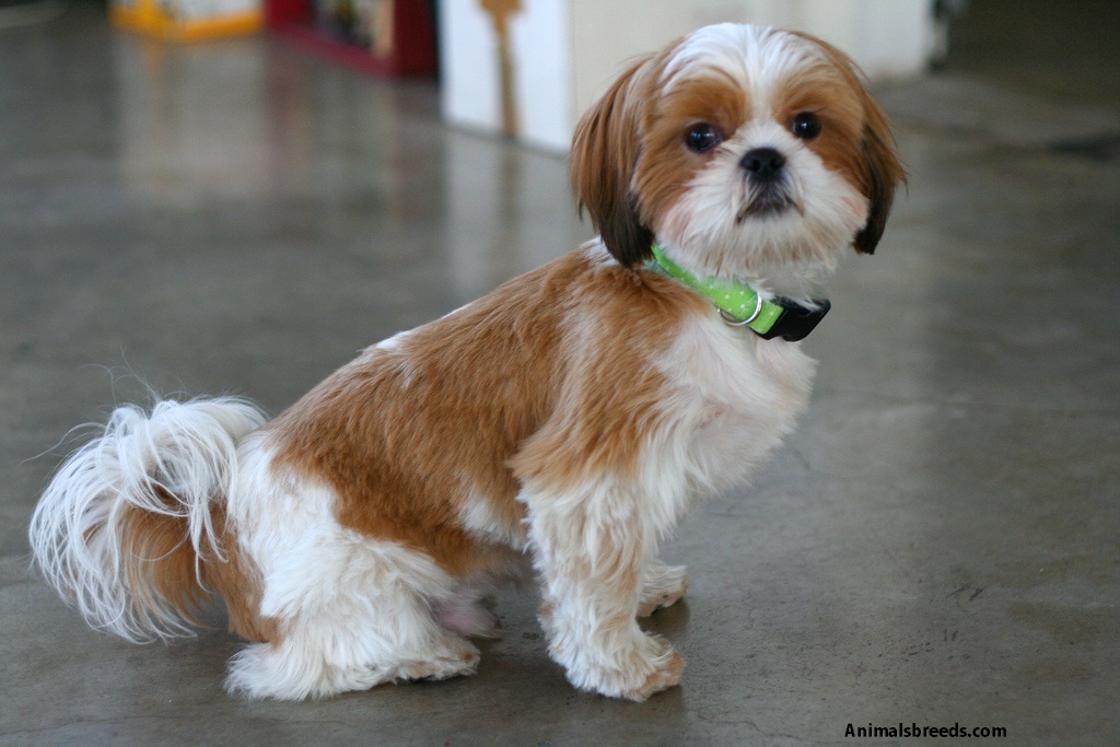 Shih Tzu - Pictures, Puppies, Information, Temperament ...