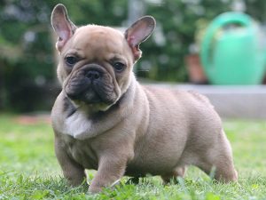 Toy Bulldog