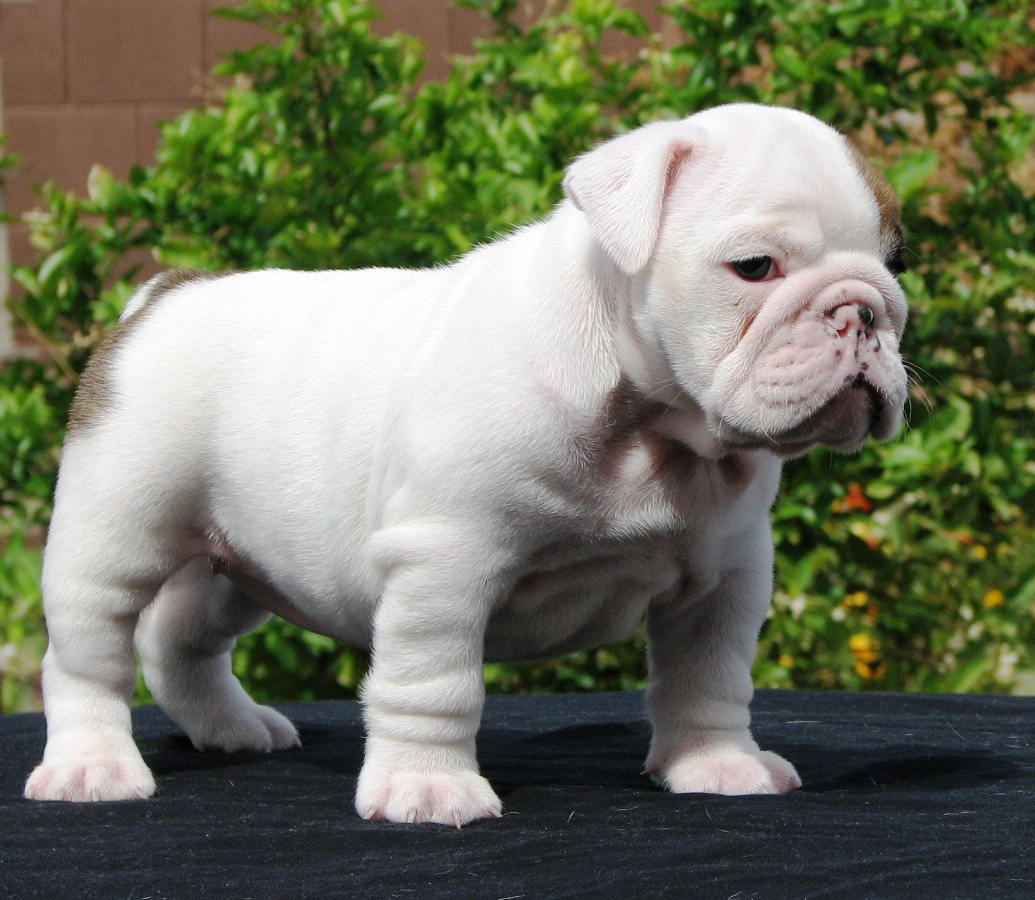 English bull dog for sale 