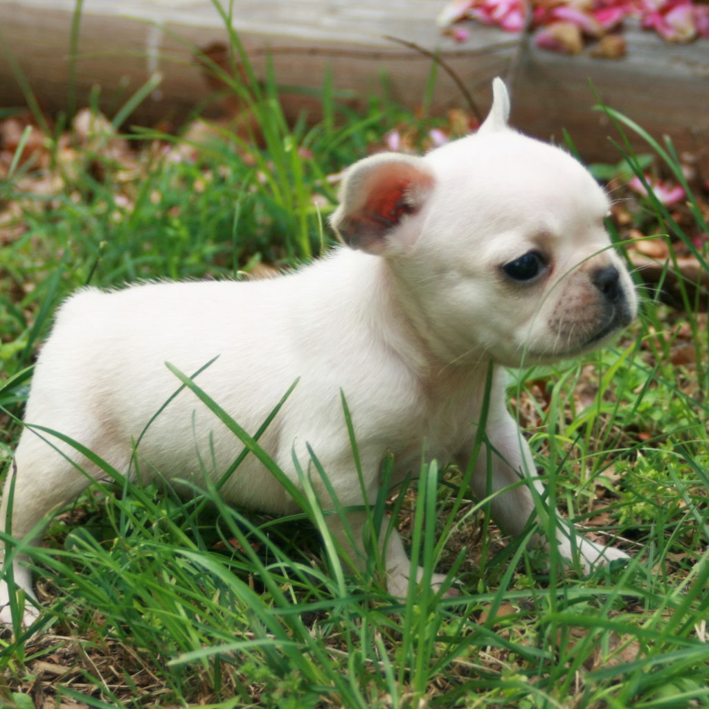 Toy Bulldog Breed Pictures, Information, Temperament, Characteristics