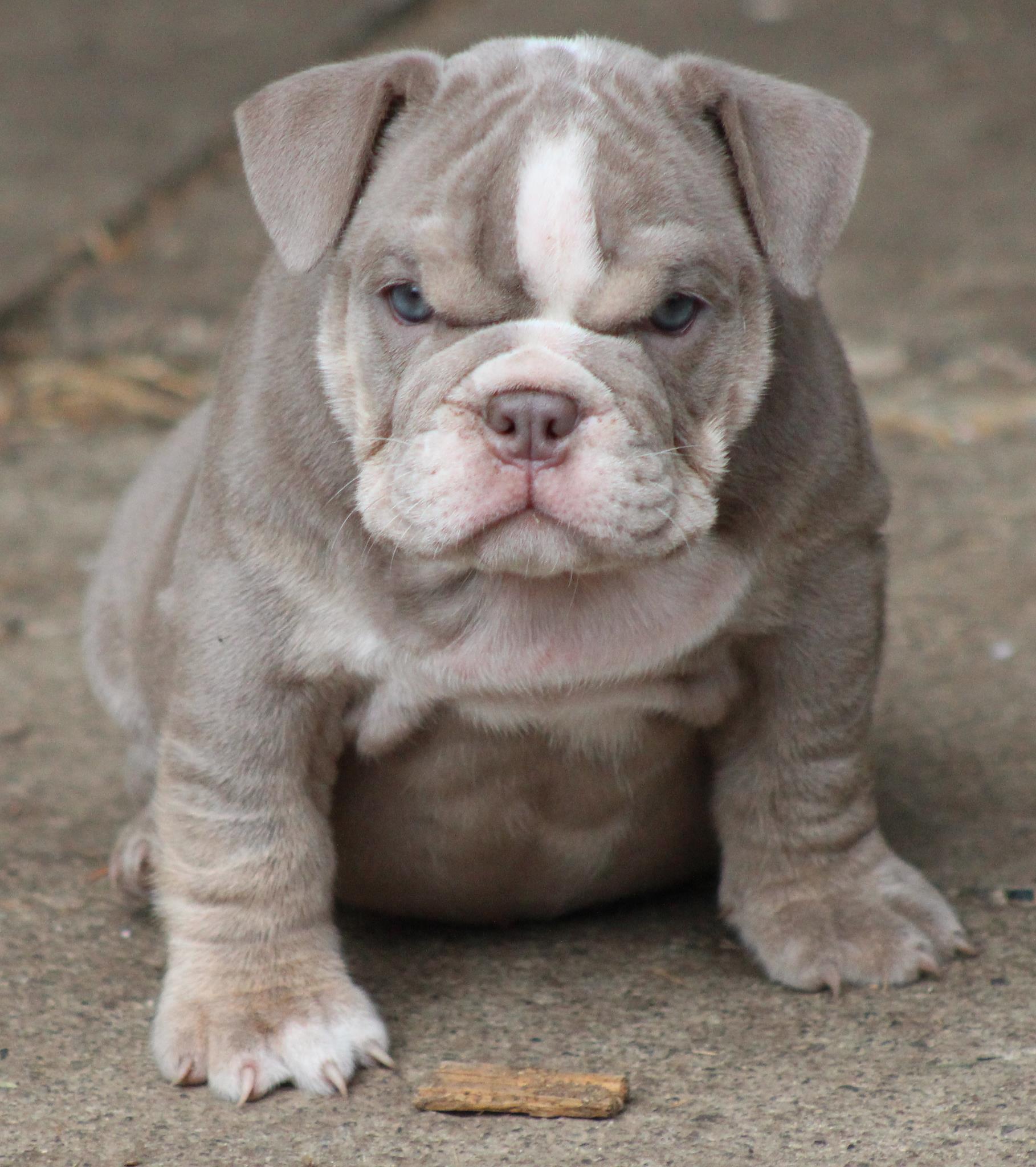 Toy Bulldog Breed Pictures, Information, Temperament